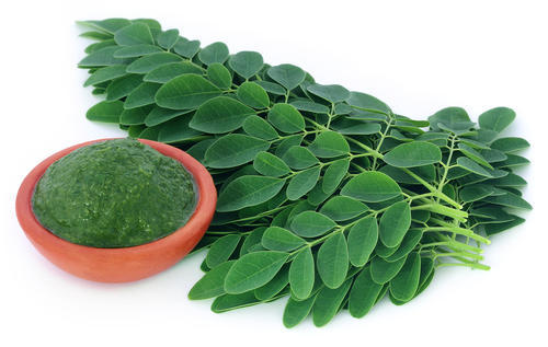 Moringa oleifera leaf